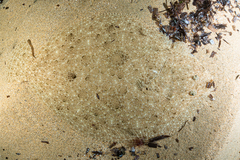 Scophthalmus rhombus