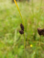 Carex atrata