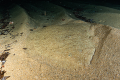 Scophthalmus rhombus