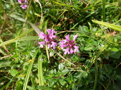 Thymus pulcherrimus