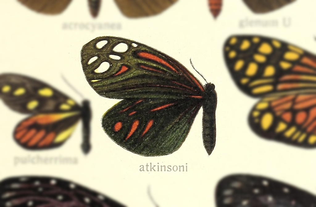 Campylotes atkinsoni