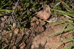 Anacampseros decapitata