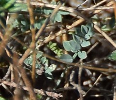 Astragalus monspessulanus