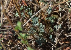 Astragalus monspessulanus