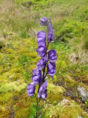 Aconitum plicatum