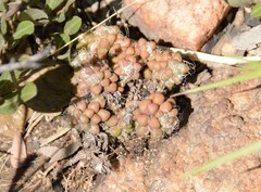 Anacampseros decapitata