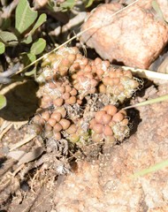 Anacampseros decapitata