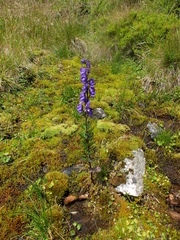 Aconitum plicatum