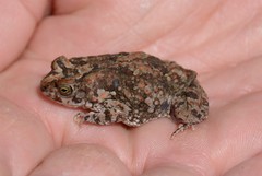 Poyntonophrynus fenoulheti