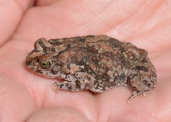 Poyntonophrynus fenoulheti