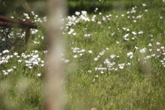 Sparaxis grandiflora