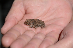 Poyntonophrynus fenoulheti