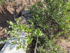 Osyris lanceolata