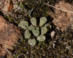 Frithia pulchra