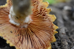 Floccularia luteovirens