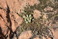 Frithia pulchra