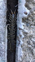 Hemiscolopendra