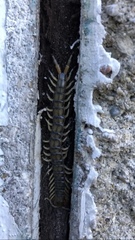 Hemiscolopendra