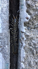 Hemiscolopendra