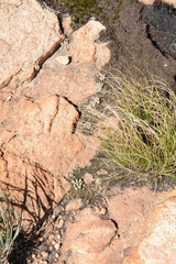 Frithia pulchra