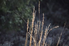 Helictochloa bromoides