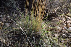 Helictochloa bromoides