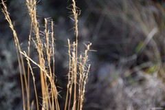 Helictochloa bromoides