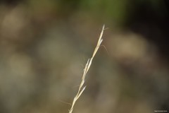 Helictochloa bromoides