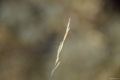 Helictochloa bromoides