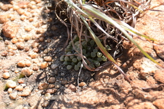 Frithia pulchra