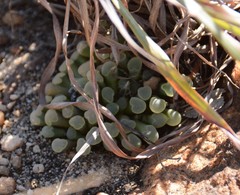 Frithia pulchra
