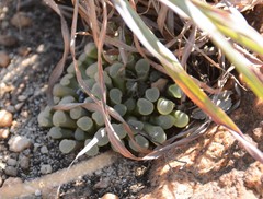 Frithia pulchra