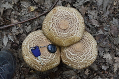 Agaricus bohusii