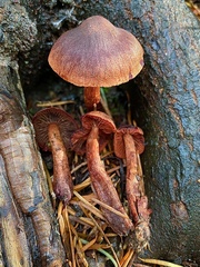 Cortinarius birkebakii
