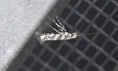 Acrocercops irrorata