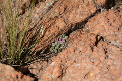 Frithia pulchra