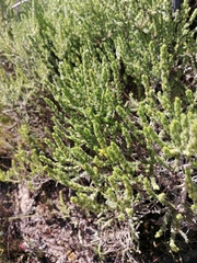 Aspalathus ericifolia