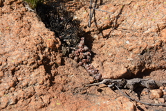 Anacampseros decapitata