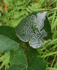 Phyllocnistis labyrinthella