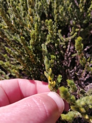 Aspalathus ericifolia