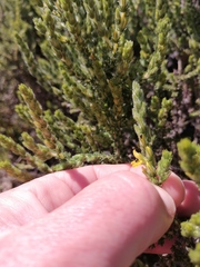 Aspalathus ericifolia