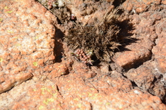 Anacampseros decapitata