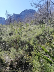 Aspalathus ericifolia