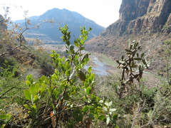 Osyris lanceolata