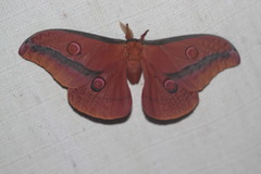 Opodiphthera loranthi