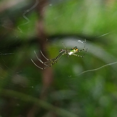 Leucauge
