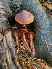 Cortinarius birkebakii