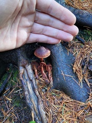 Cortinarius birkebakii