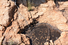 Anacampseros decapitata