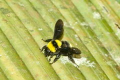Bombus transversalis